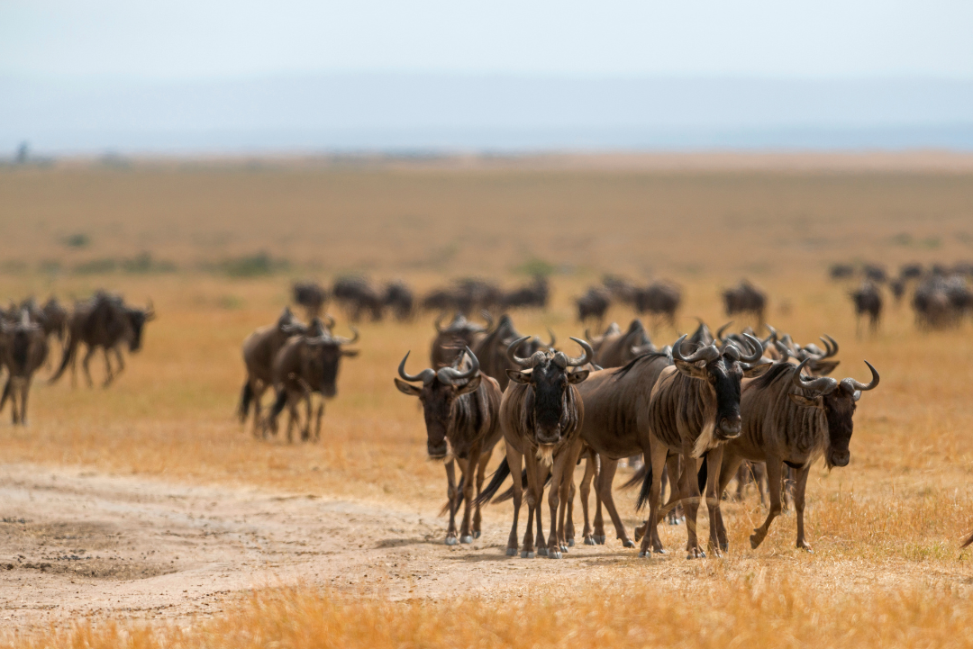 7 NIGHTS 8 DAYS KENYA HIGHLIGHTS SAFARI