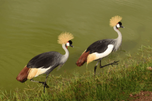 8 DAYS RWANDA WILDLIFE & PRIMATES SAFARI